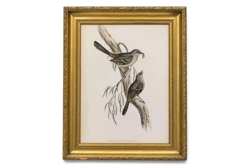 Framed ornithological bird print in ornate gold frame